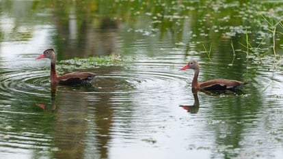 Creating Bird Rookeries 5