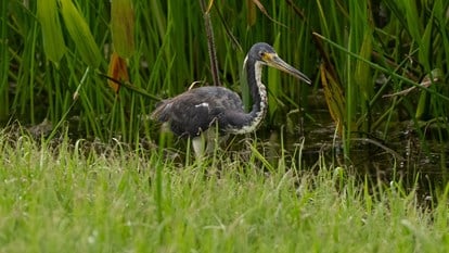 Creating Bird Rookeries 6